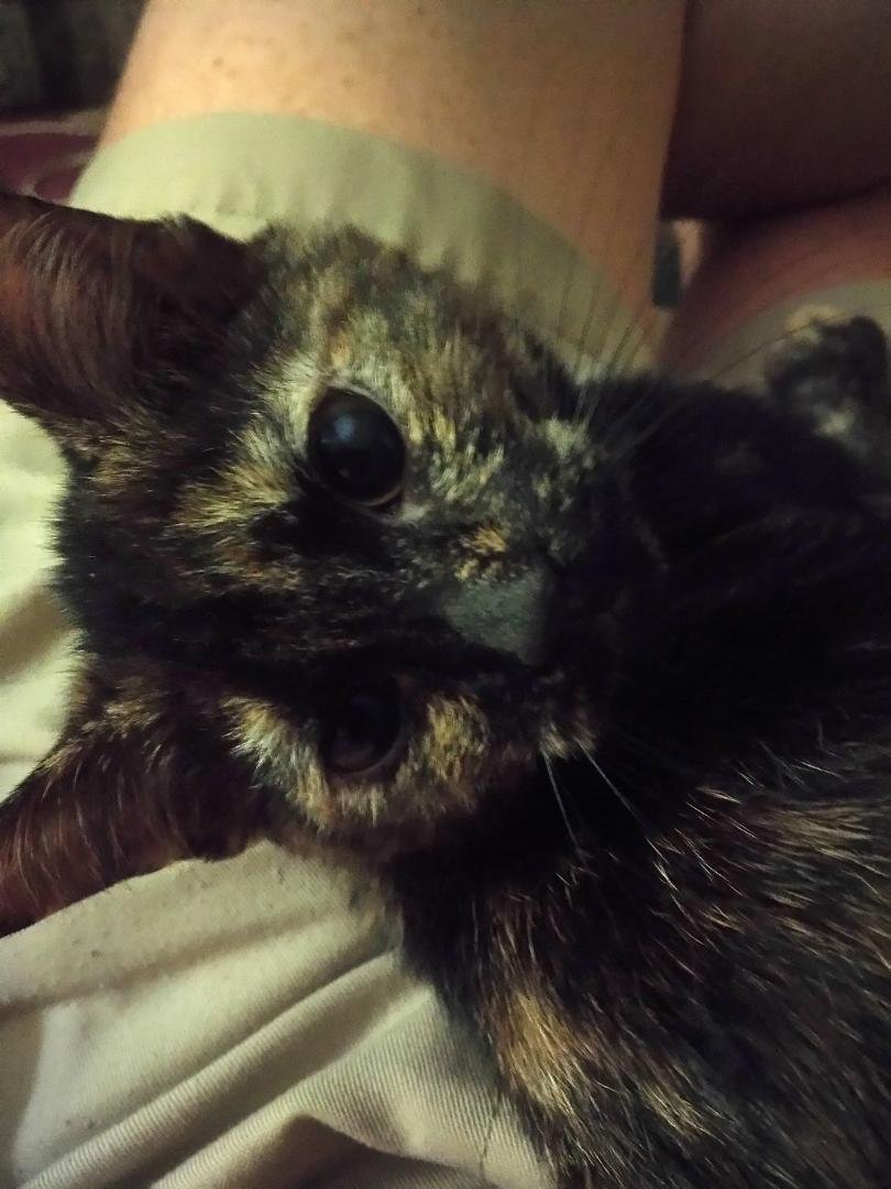 Here's my kitty she's laying in my lap taking it easy.