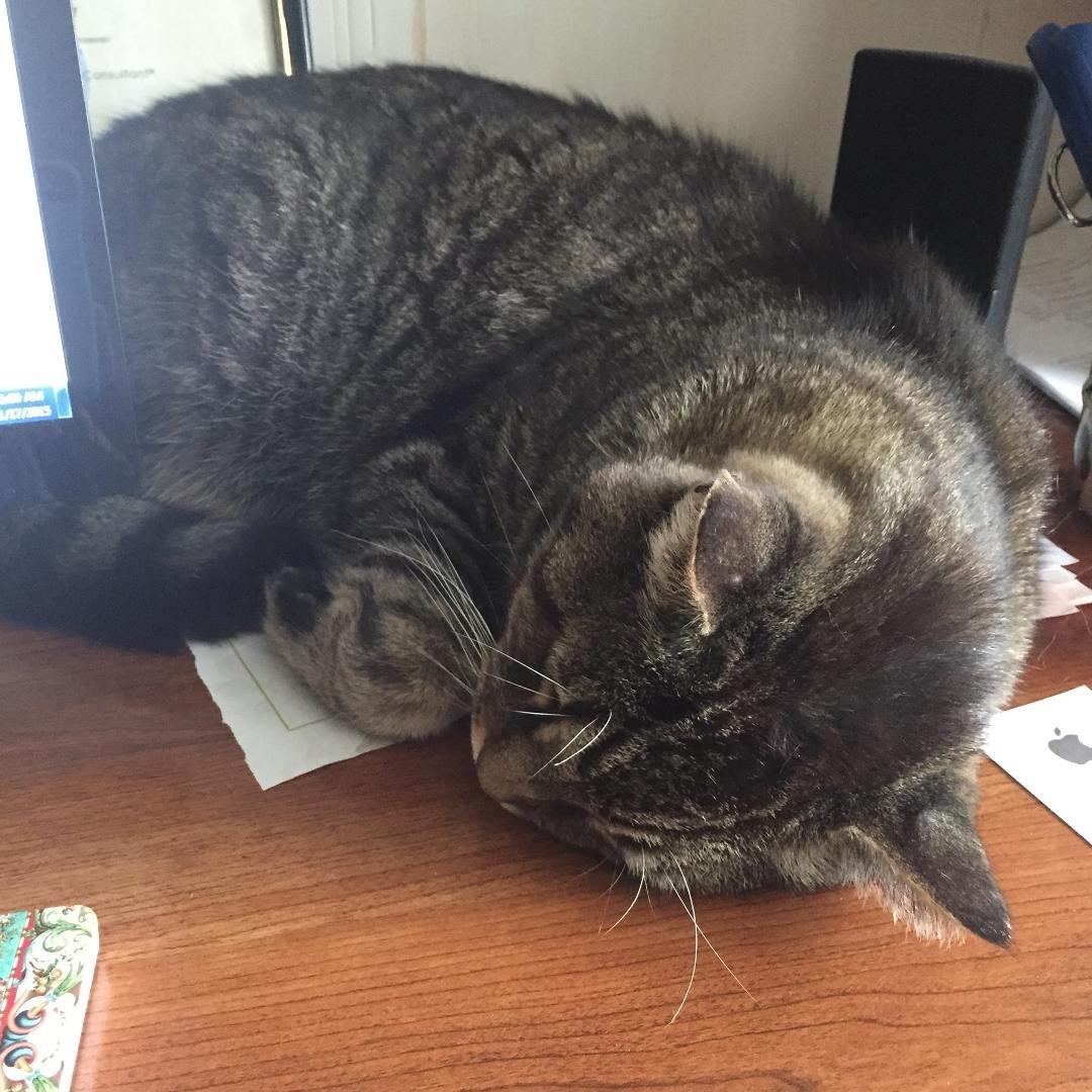 My office assistant for today.