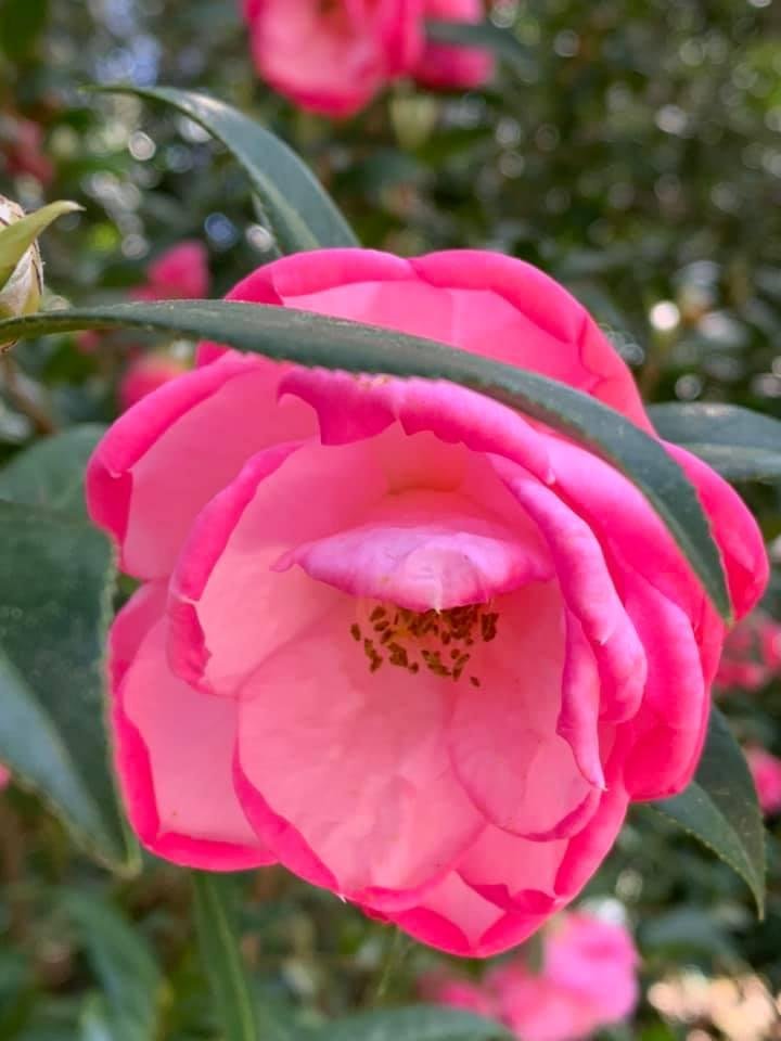 Perry Hatch's album, Mobile Uploads