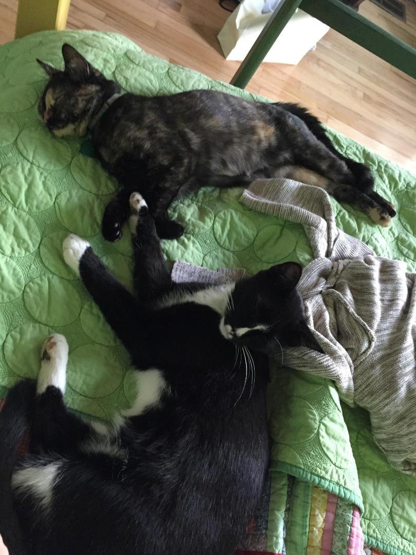 Cat nap conosseurs.