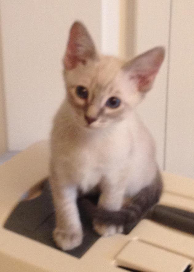 I Just had it brought to my attention that I have not posted a picture of my newest baby Luigi Peperoni