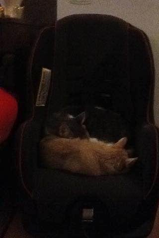 Peanut and pumpkin sleep on Briants car seat cute