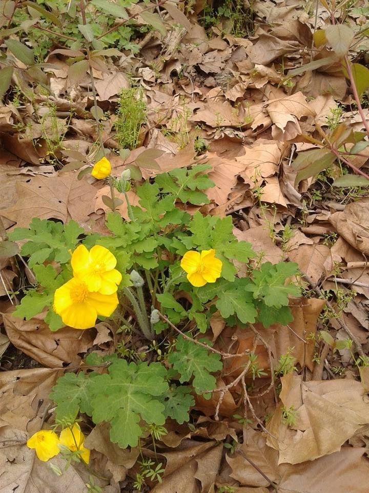 Phil Ludwig's album, Mobile Uploads
