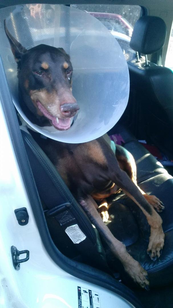 Look Ma, no cast !!!