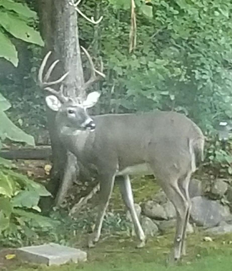 Here is a still pix of the buck this morning that came to visit, an eight pointer. Not too shabby for our neighborhood here in Roswell GA. Love living here. Besides guys like this, we have also have seen in our yard fox, ra