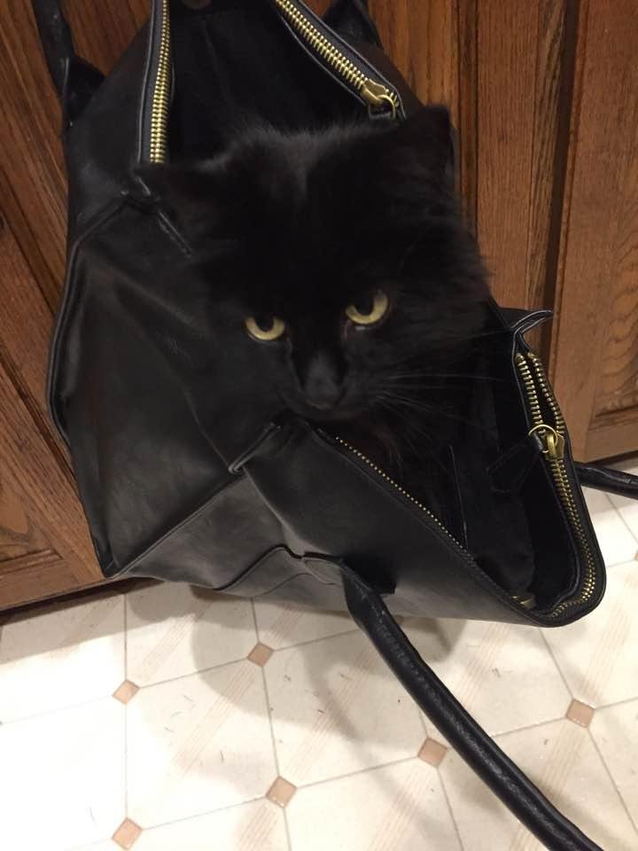 Happy National Black Cat Day, my sweet little Ellie. 😻❤️💋