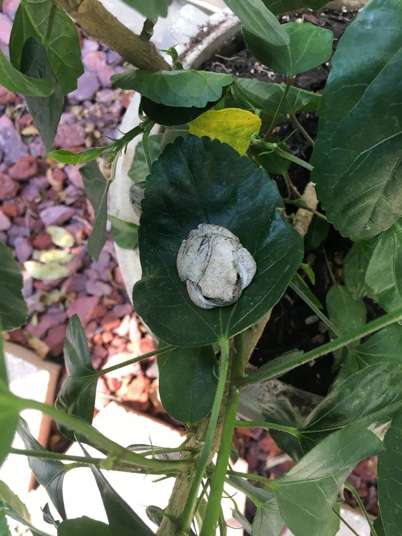 Does anyone know what type of frog this little guy is?
