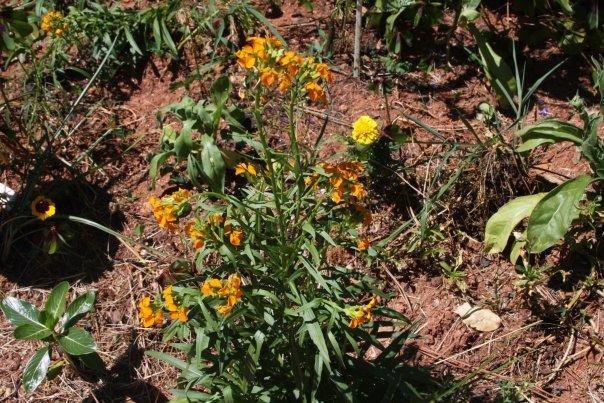 Ann Bowes' album, Flowers in my yard