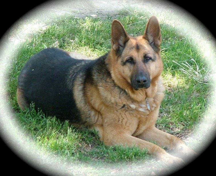R.I.P. Maggie! Thank you for the best 12 years! I will miss you!