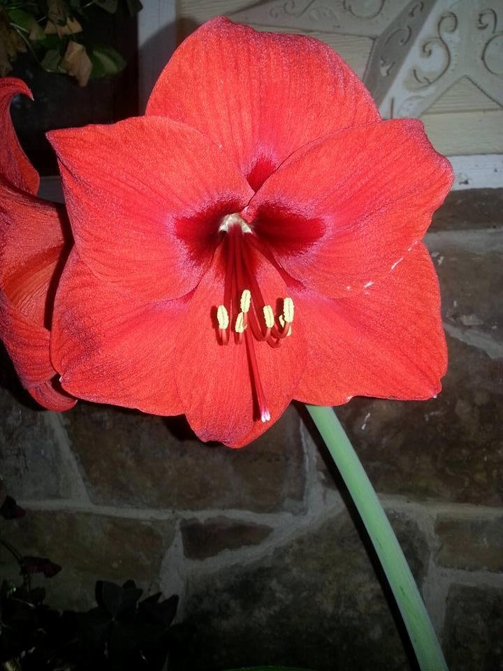 This is the time of year my amaryllis blooms!  They are beautiful!