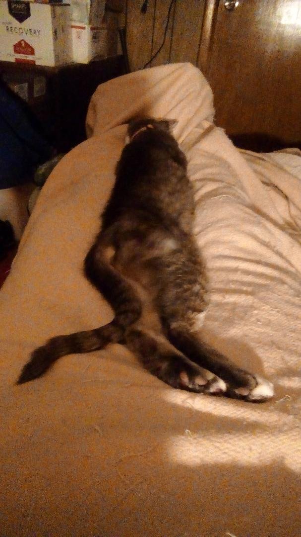 I am performing my evening duties as "cat warmer"...