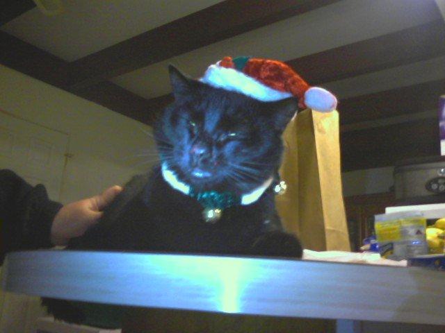 I'm ashamed to being a cat right now