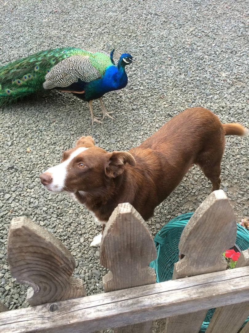 Get me away from the big bully!