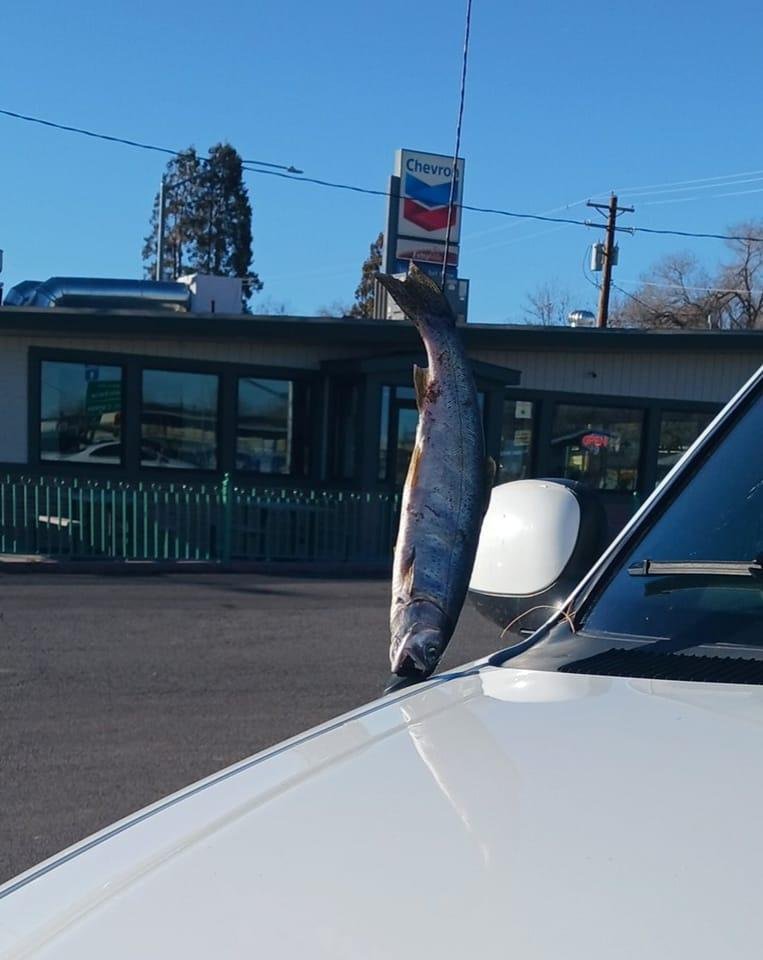 Saw this in the parking lot at Grocery Outlet after lunch with my grandson Jayden Johnson we both stopped in our tracks and stood speachless.....
