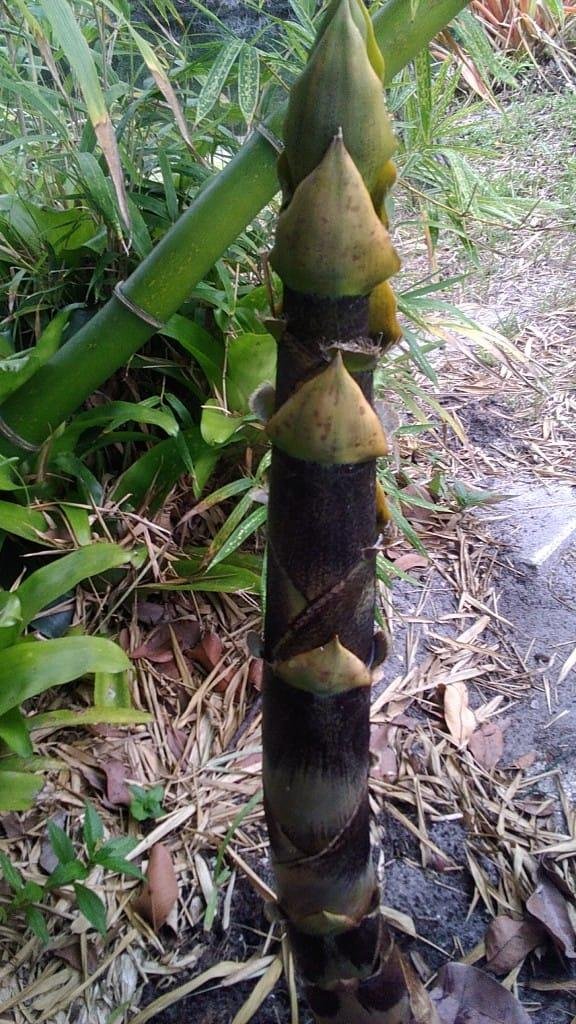 Check out my giant timber bamboo...this stalk is 3 weeks old... fastest growing grass in the world
