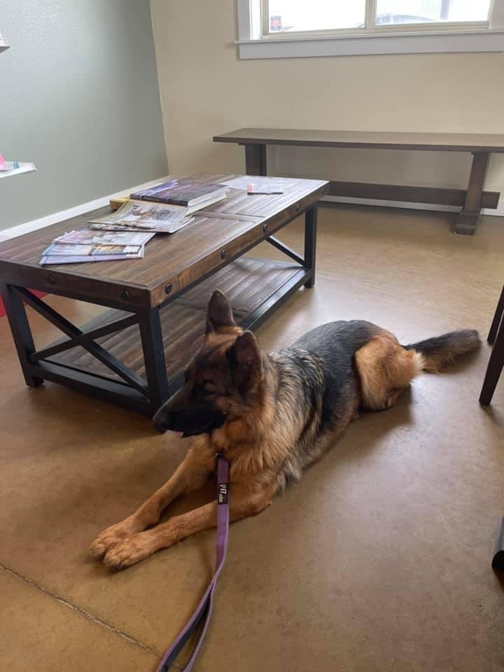 Waiting to see her vet for a blood draw. Such a good girl.