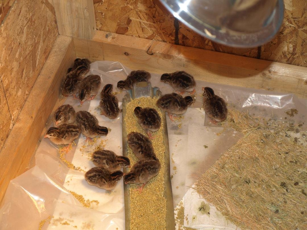 I was just out checking on the little peeps (guinea keets)
