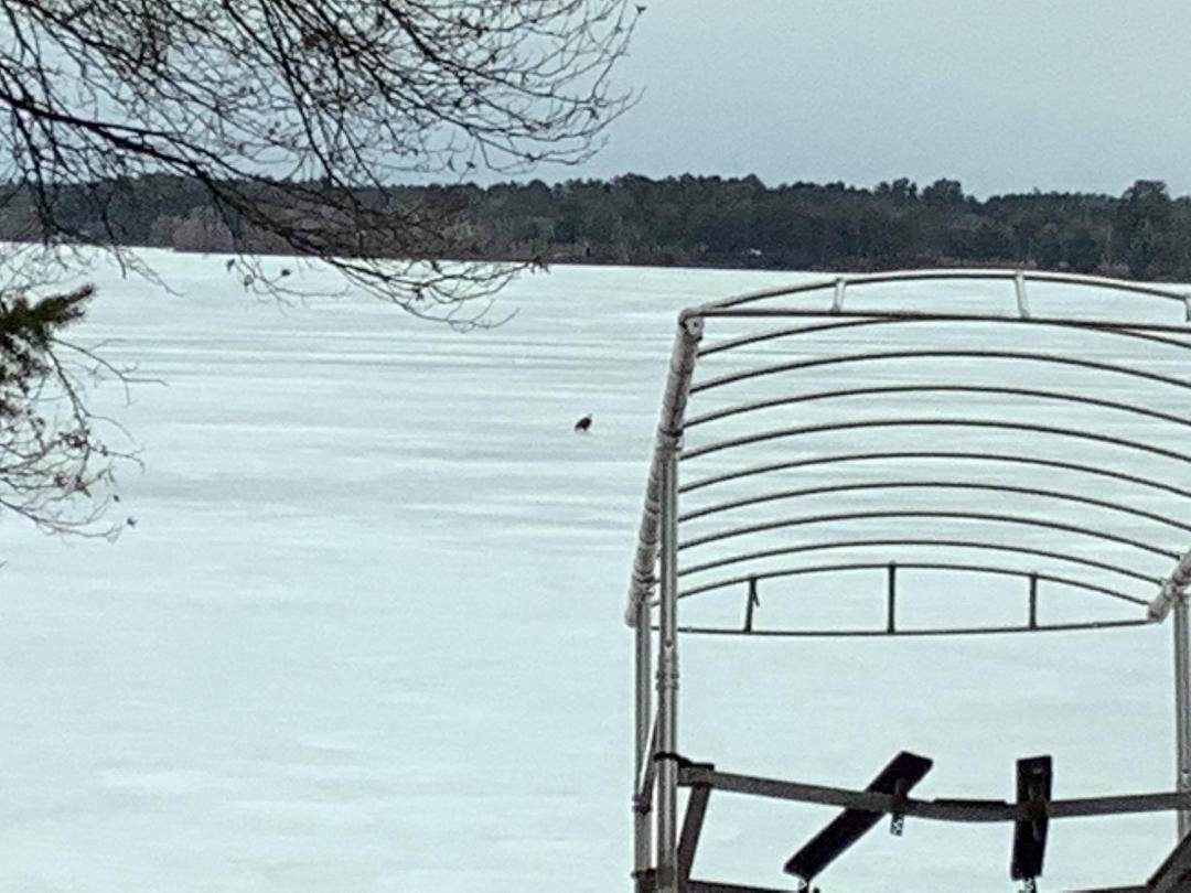 Eagle having a snack on the ice in front of our house