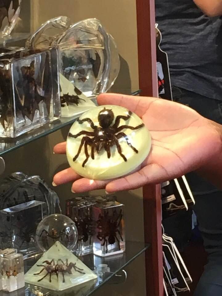 My nieces Diane holding a spider