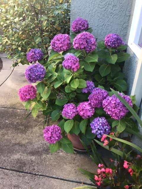 The flowers right now are absolutely spectacular