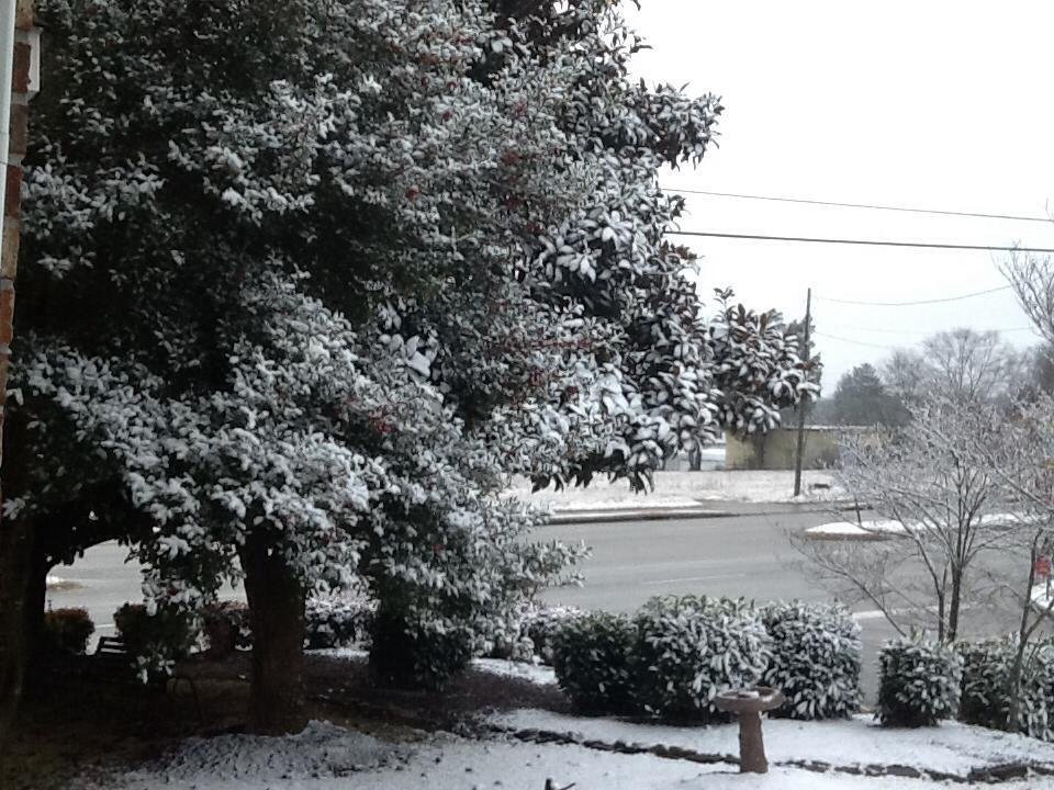 Our front yard 2/12 at 4:00 PM