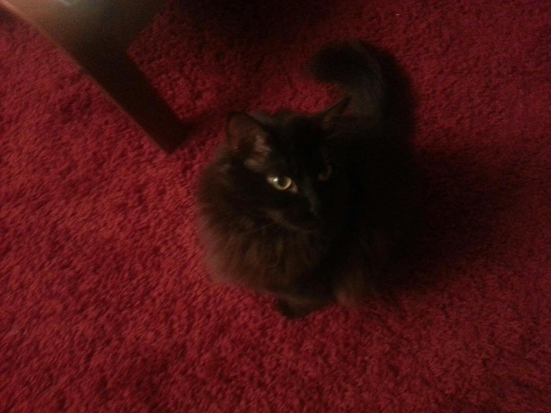 H.P. - My formerly feral cat. Cat pictures have got to be one of the most valuable contributions made possible by Facebook.