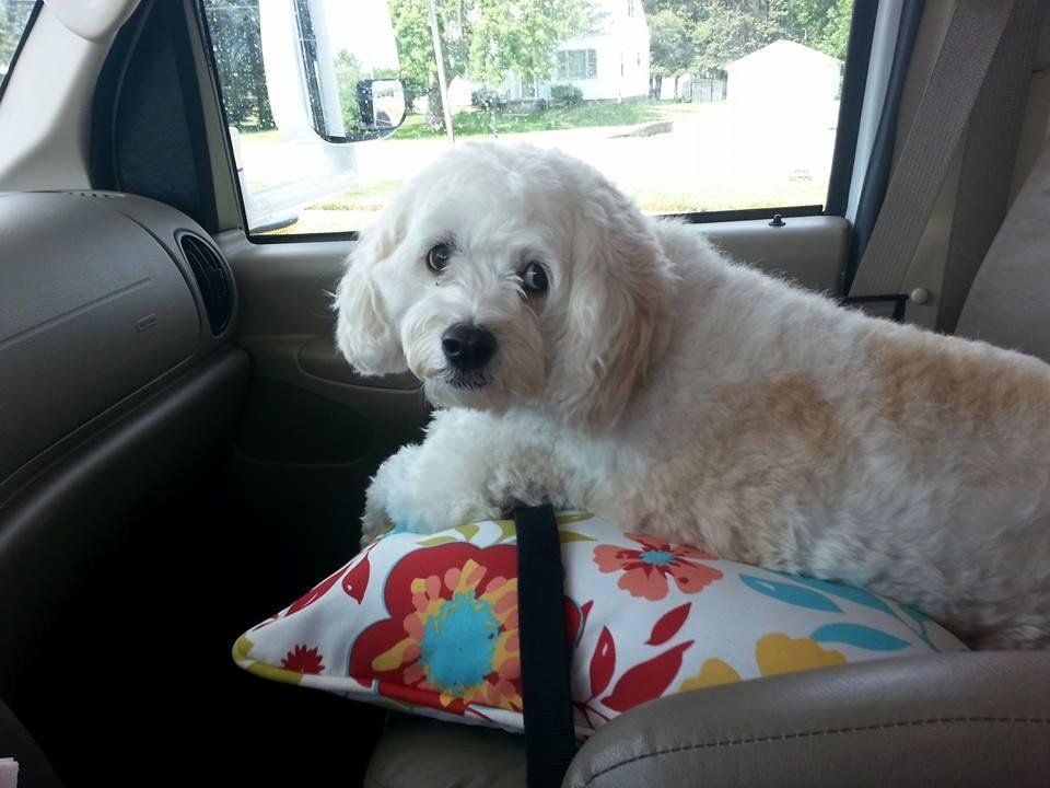 Teddy the Cavapoo RV Co-pilot