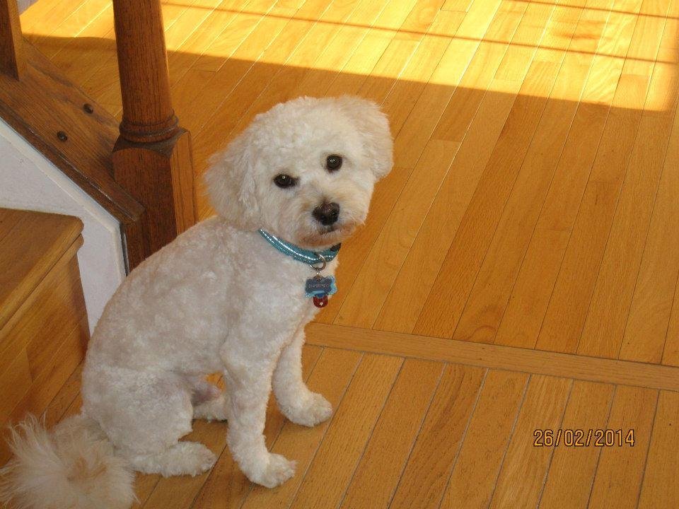 John Courtner's album, Lucky newly groomed... awwww....
