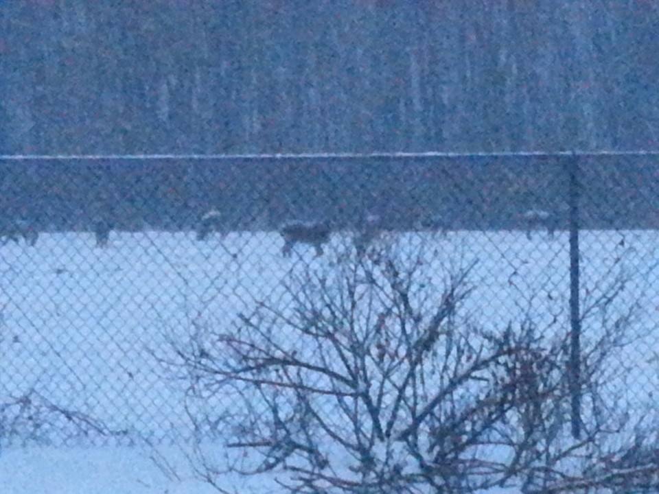 The wild turkeys behind our house this afternoon searching for corn as the snow falls!