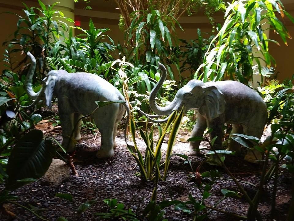 Baby Elephants