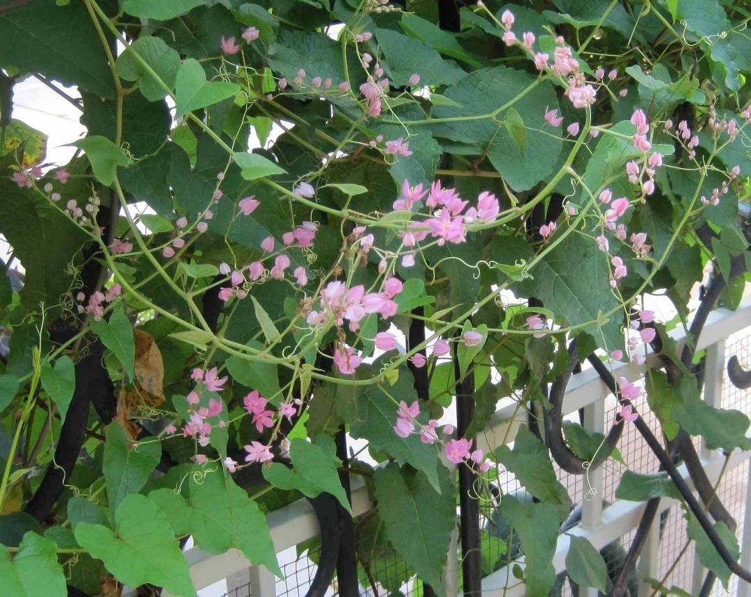 Coral Vine flowers now blooming on our arbor.