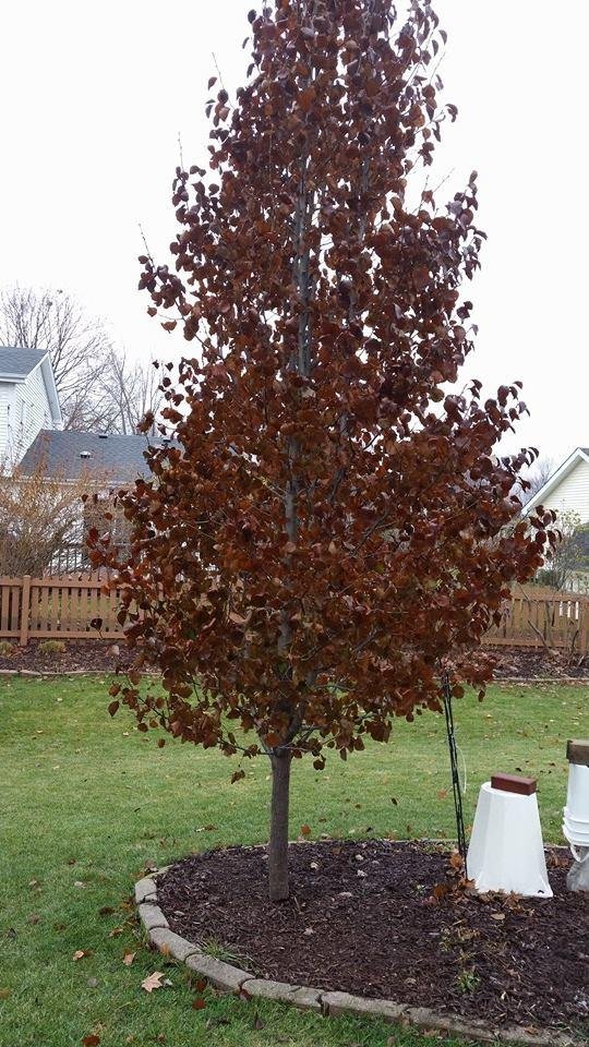 Here it is, Dec 9, and the leaves still haven't fallen off my Cleveland Pear tree!