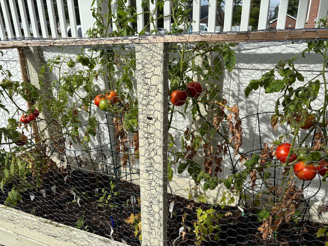Squirrels-1, Steve -1 with a slight shout out to the worms. Last year I didn’t eat one tomato I grew because of our squirrels, they got them all. This year I fortified Fort Rocky, and as far as I can tell lost no tomatoes