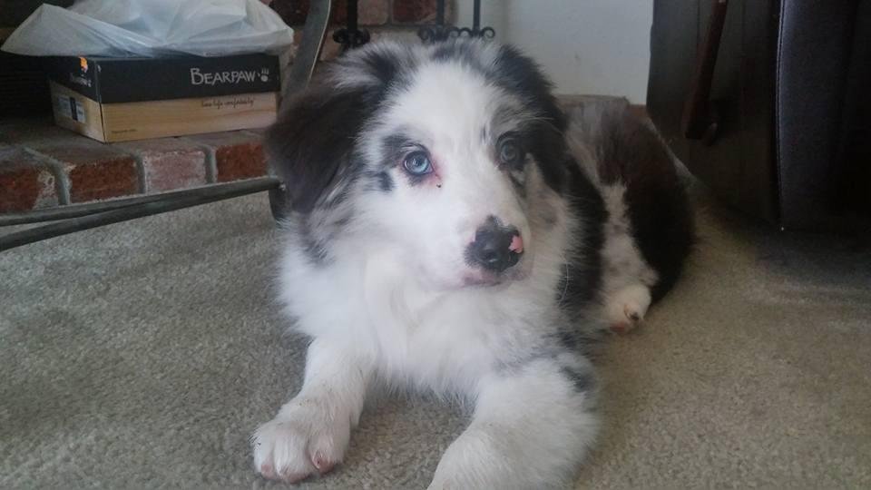 Meet Max...the new addition to the family.