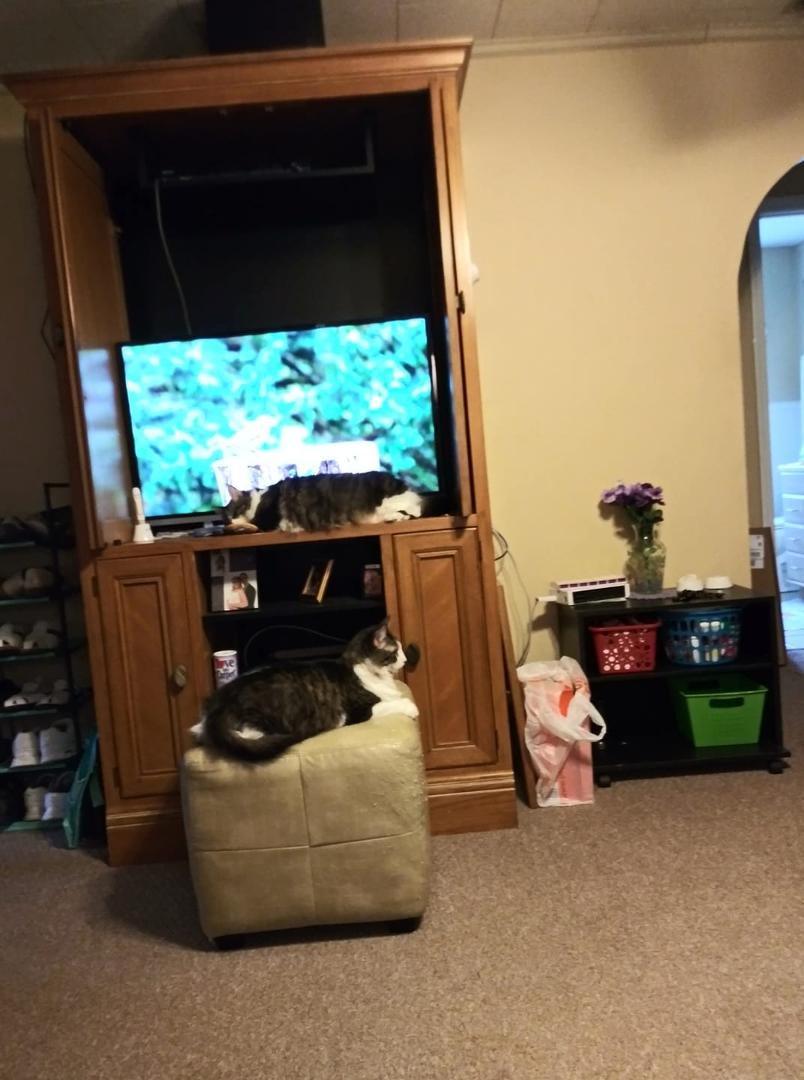 My cats enjoying tv