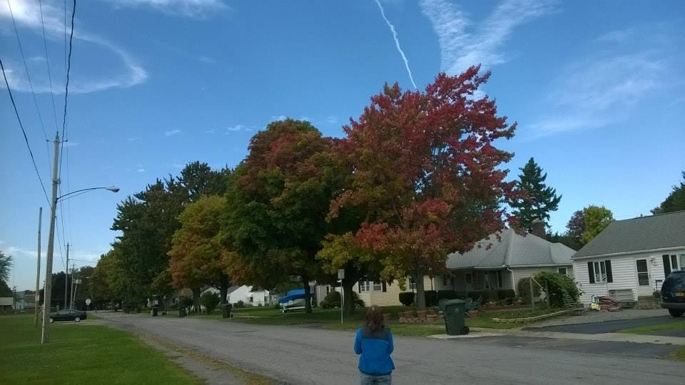 The Trees changing color (N. Tonawanda NY)