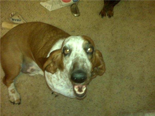Eddie Johnson's album, The Hounds