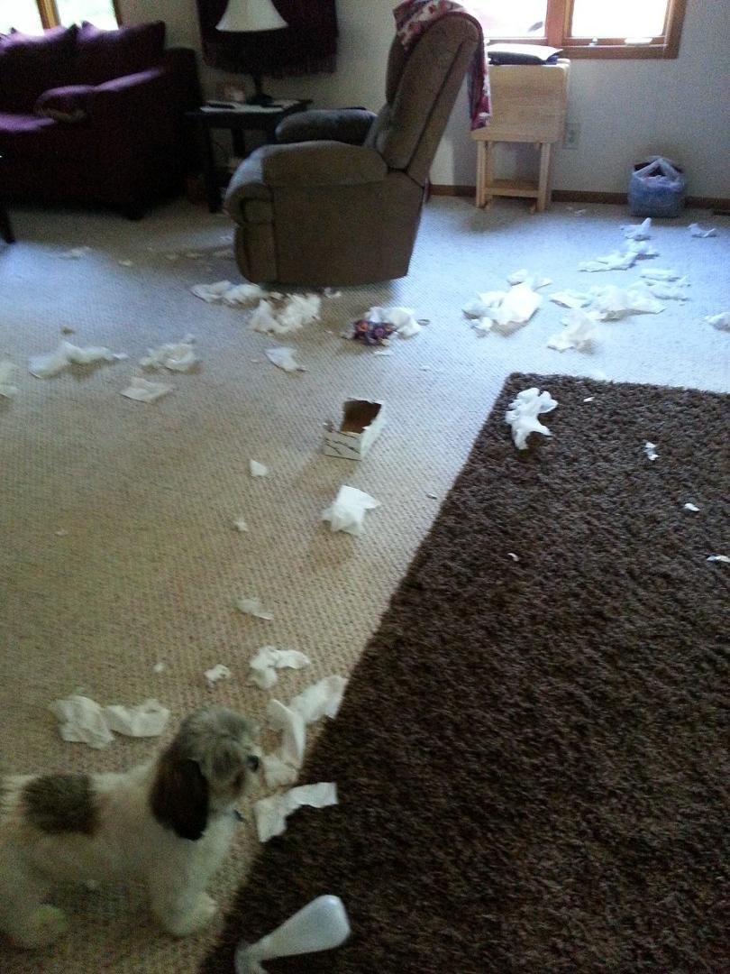 Deb left the Kleenex box where Keno could get it.