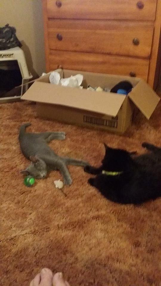 After catnip.....