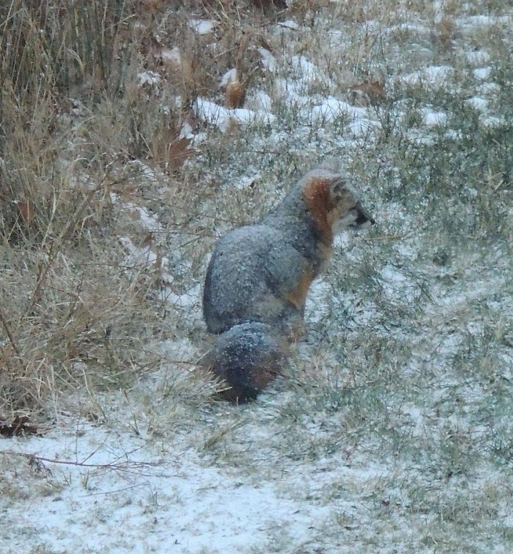 Have to pick up a quick meal and get back home to the burrow before it starts snowing... Oops, too late !   Was positive the weatherman said it wasn't starting until later.