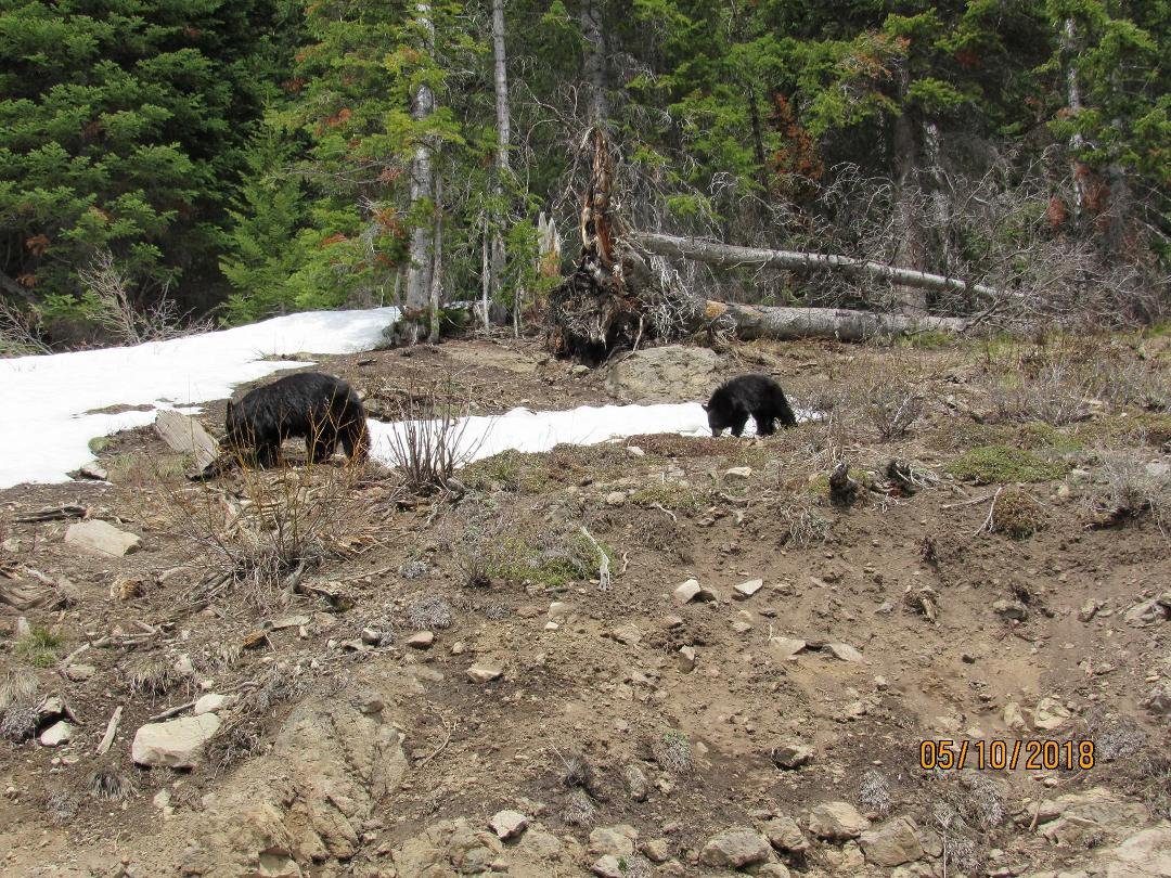 Today in Yellowstone