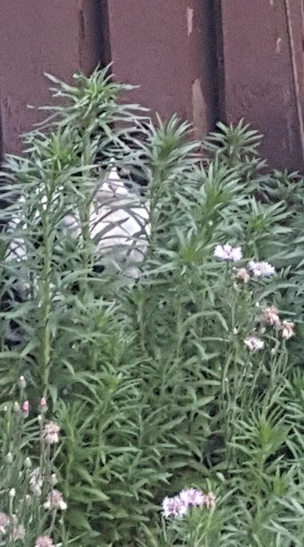 Bella May is hiding 😊