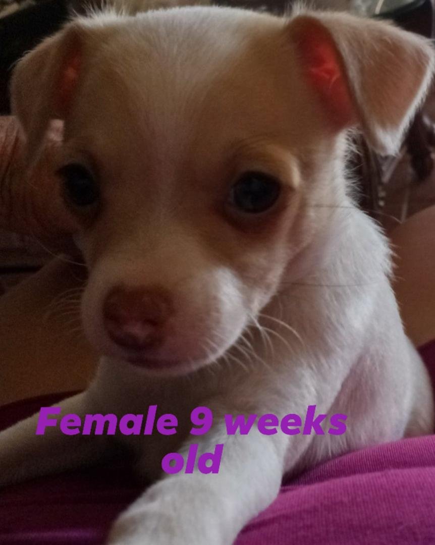 CHIHUAHUA Puppies looking for a new home!! 3 females and 2 males 9 weeks old.