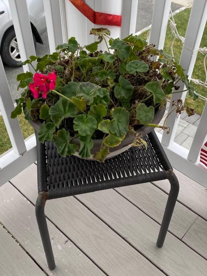 December 16 outside was 21 degrees now is 31 degrees and one geranium is blooming !!