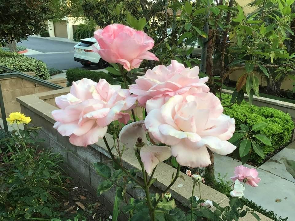 Clyde Roe's album, Timeline photos