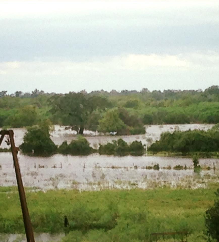 Large tree in middle of water is a live oak about 4' in diameter. Immediately to its right was the site of my grandfather's and grandmother's first house. Their house was flooded in 1913