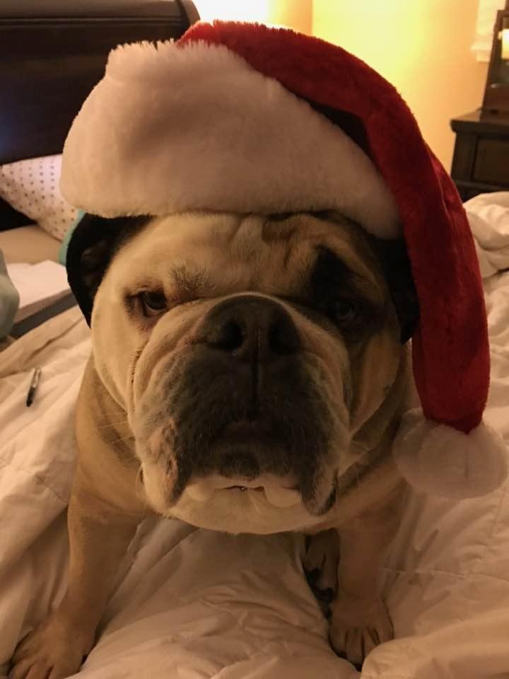 Merry Christmas from one filthy animal, Luke, to another!