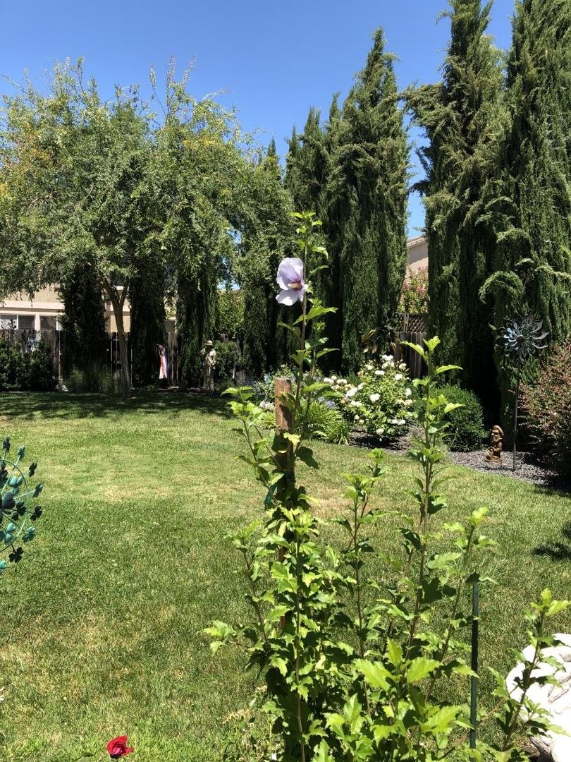 In my back yard Plant in bloom from Chuck Slone.