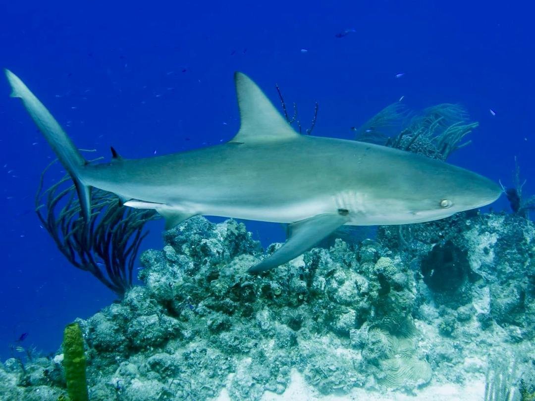 One of the reef sharks that follow our divers.