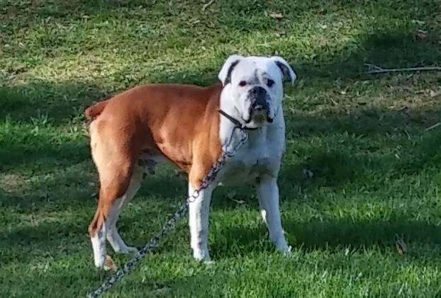 This male bull dog / boxer ? has broken his chain and is hiding out in my yard on Hwy 6 outside of Woodbine near Wilton Cemetery Road. Have not gotten close enough to check if there is a name on his collar.
